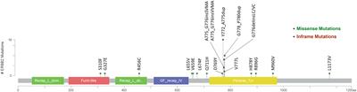 Efficacy and Resistance of Afatinib in Chinese Non-Small Cell Lung Cancer Patients With HER2 Alterations: A Multicenter Retrospective Study
